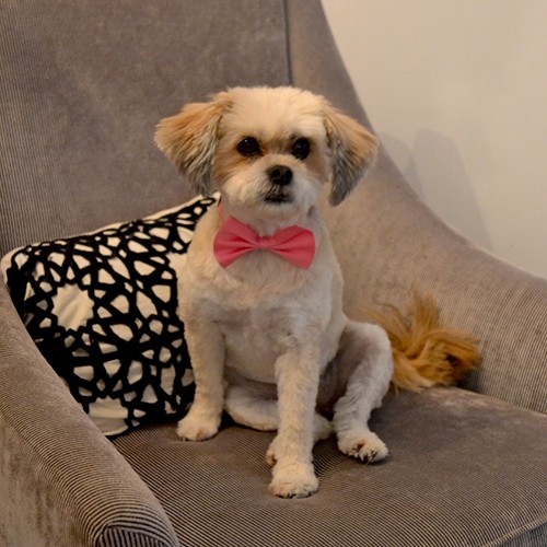 Bella | Addiction Service & Therapy Dog Toronto