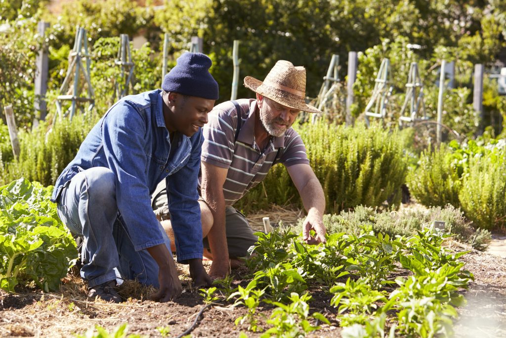 How does Horticultural Therapy Work