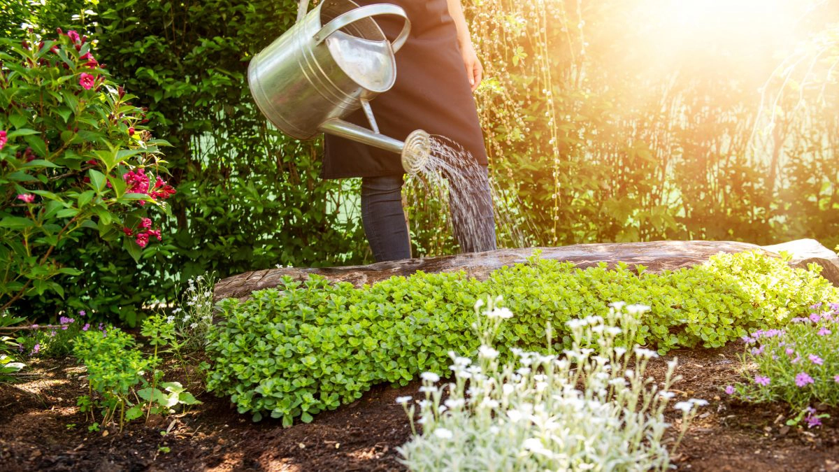 horticultural therapy