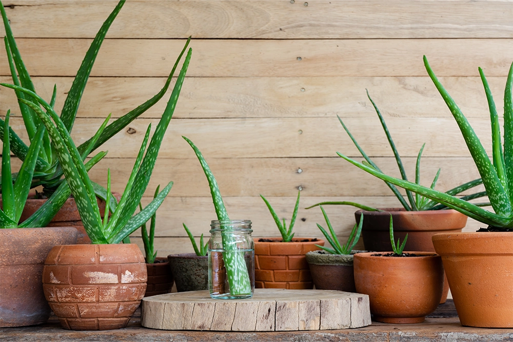 gardening improve mental health