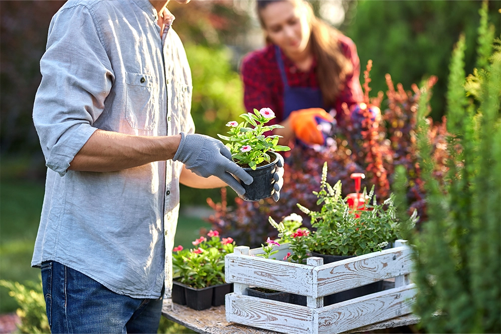 gardening therapy for addiction