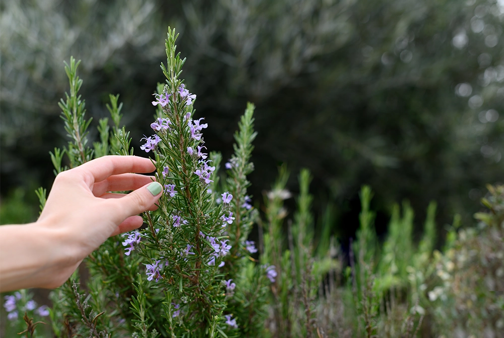 horticultural therapy