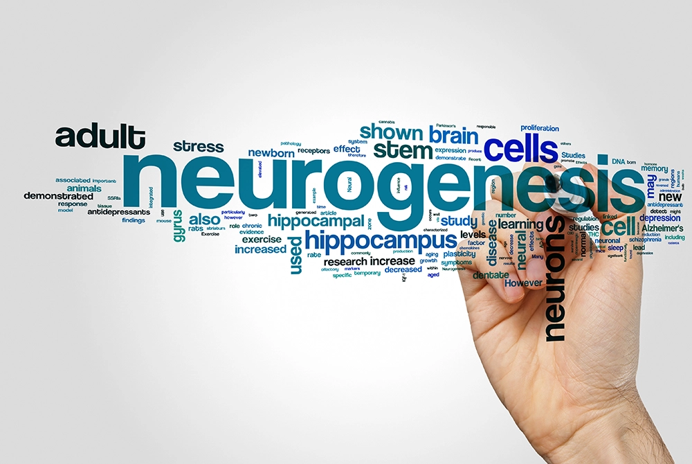 neurogenesis